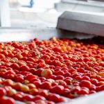 حجمی از گوجه فرنگی ها روی غلتک گردان جهت تولید رب گوجه و در نهایت بسته بندی با بشکه مواد غذایی